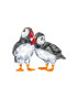 Swarovski Dekorácia Atlantic Puffins 2-pak 5472475 FEATHERED BEAUTIES - Pepit.sk