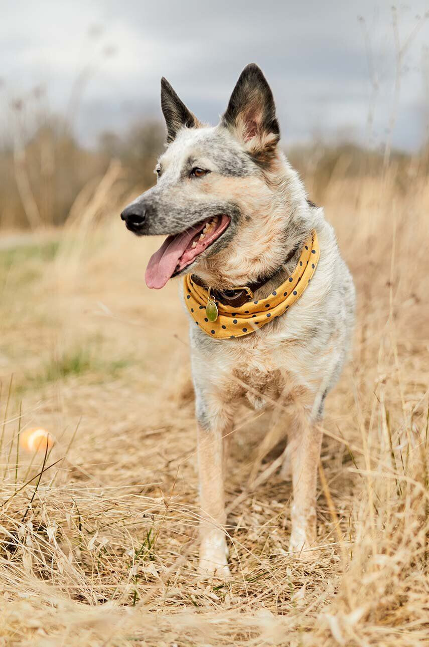 Field + Wander Bandana pre domáce zvieratá Dog Bandana - Pepit.sk